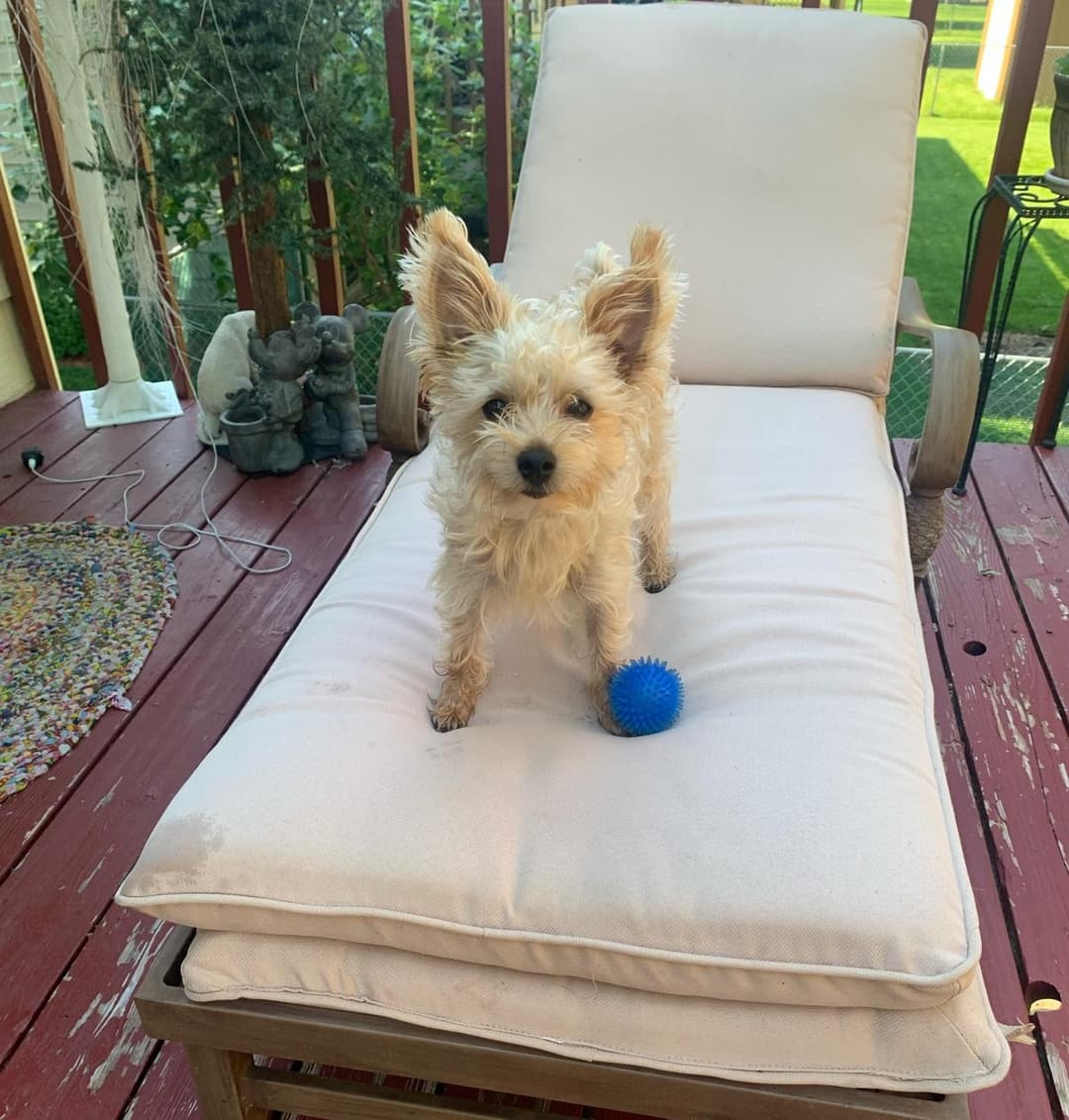 Friendly company dog of St. Paul MN drywall business — bringing local charm and warmth to the team.